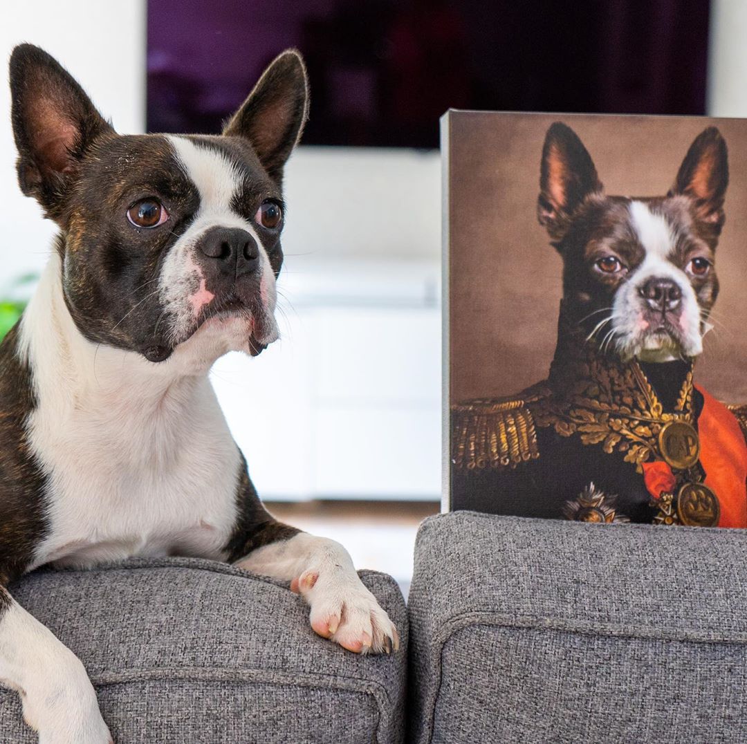 Crown & Paw Donates More Than 75,000 to Humane Society International